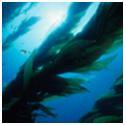 Algae Extract Algae Extract