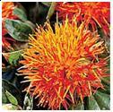 Carthamus tinctorius seed (safflower) oil Carthamus tinctorius seed (safflower) oil