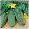 Cucumus Cucumus