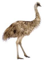 Emu Oil (distilled and refined) Emu Oil (distilled and refined)