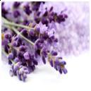 Lavandula angustifolia (lavendel Lavandula angustifolia (lavendel