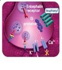 Leuphasyl (Pentapeptide-18) Leuphasyl (Pentapeptide-18)
