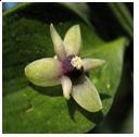 Ruscus Ruscus