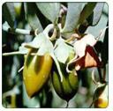 Simmondsia Simmondsia